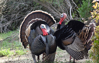 Two Wild Male Turkeys Showing Their Dominance With Their Feathers Fluffed Up .jpg
