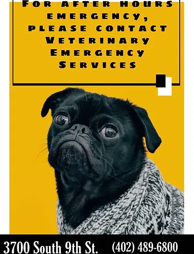 Pet Services