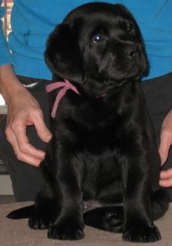 8 weeks