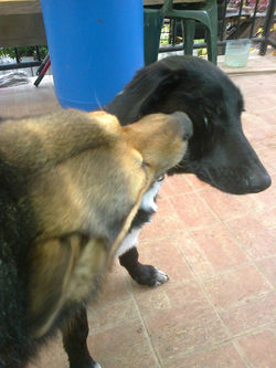 Print, asistentul veterinar pupacios