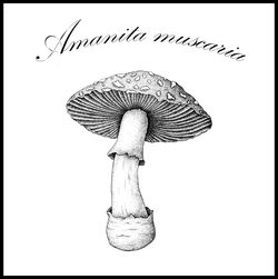 Amanita muscaria