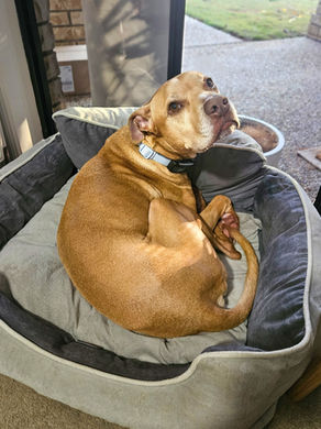 The Great Doggie Debate: How Long is Too Long?