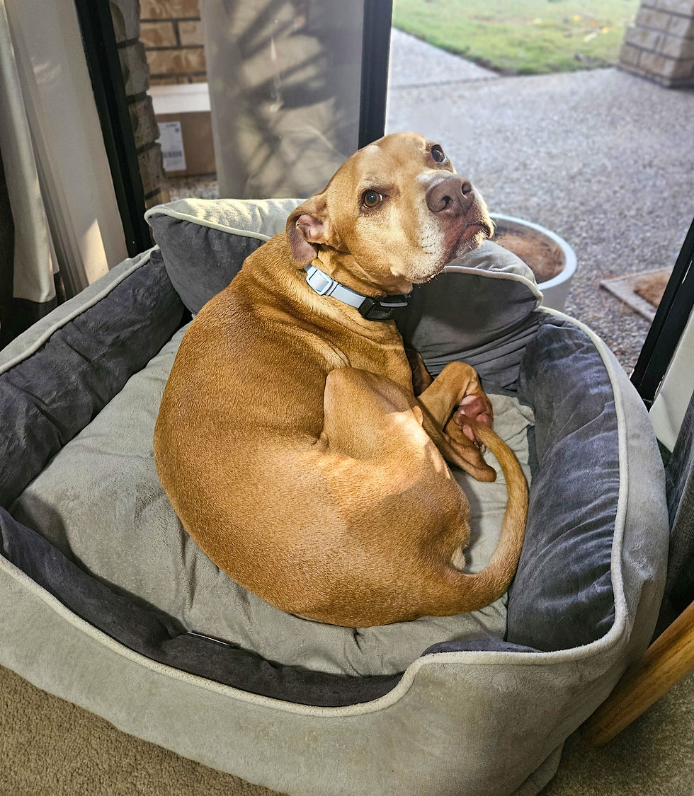 Franklin giving sad eyes while in his bed by the window in Cashmere