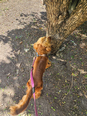 Dog walk photo of a dog sniffing a tree, enjoying outdoor exploration.
