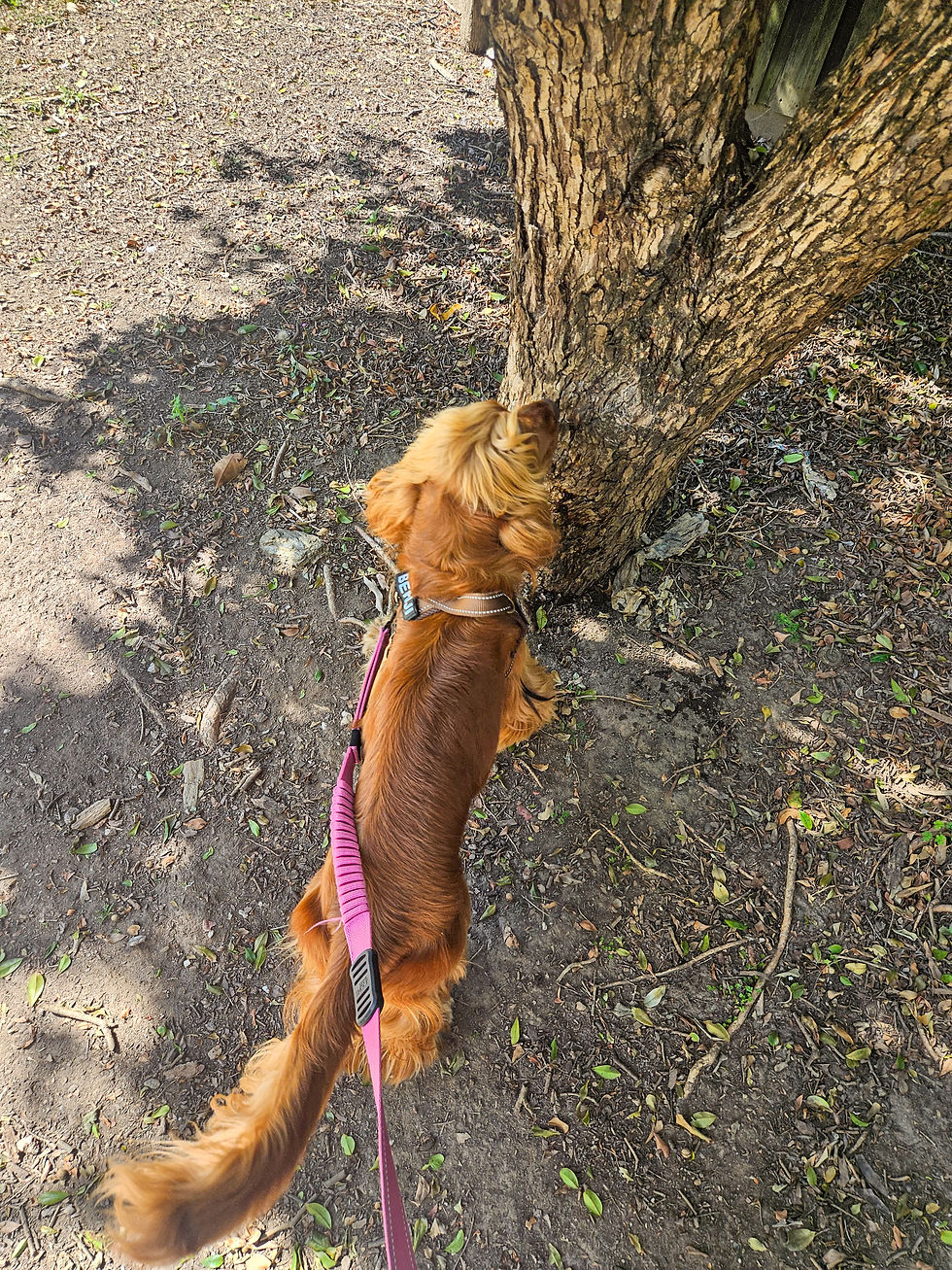 Brown dog with a pink leash sniffs base of a tree in a sunlit park, casting shadows on the ground. Leaves scattered around.