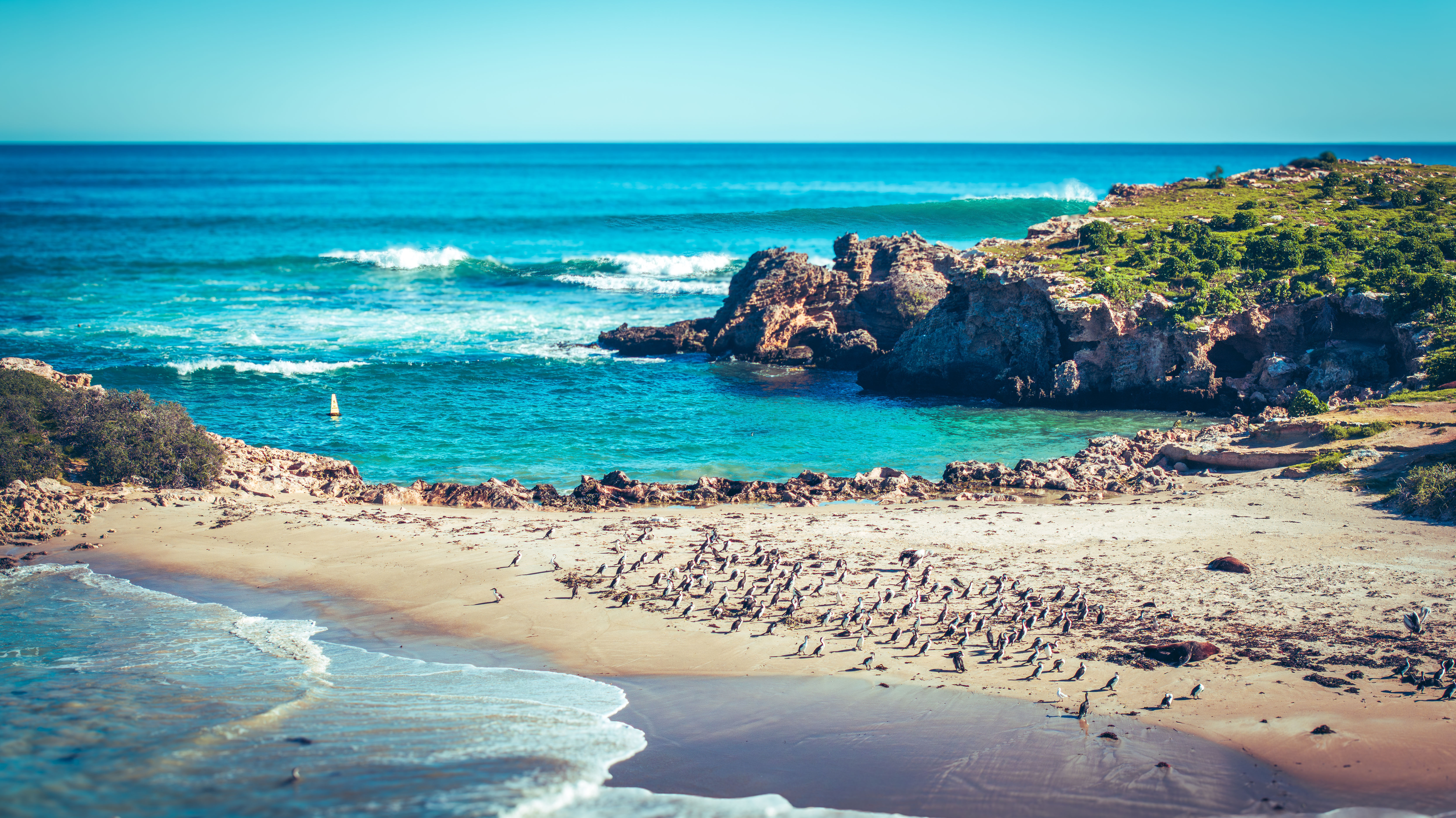 Seal Island - Big Swell 3