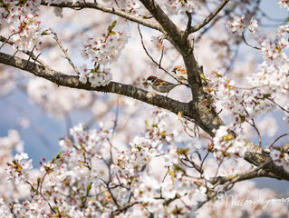Photo of the week! -今週の一枚