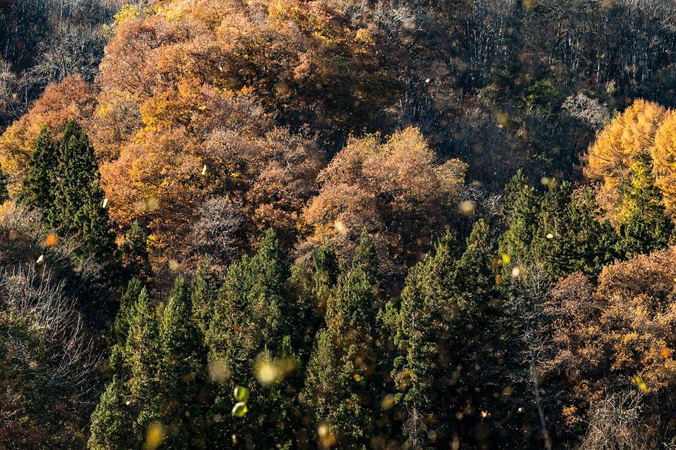撮影地：長野県美麻村