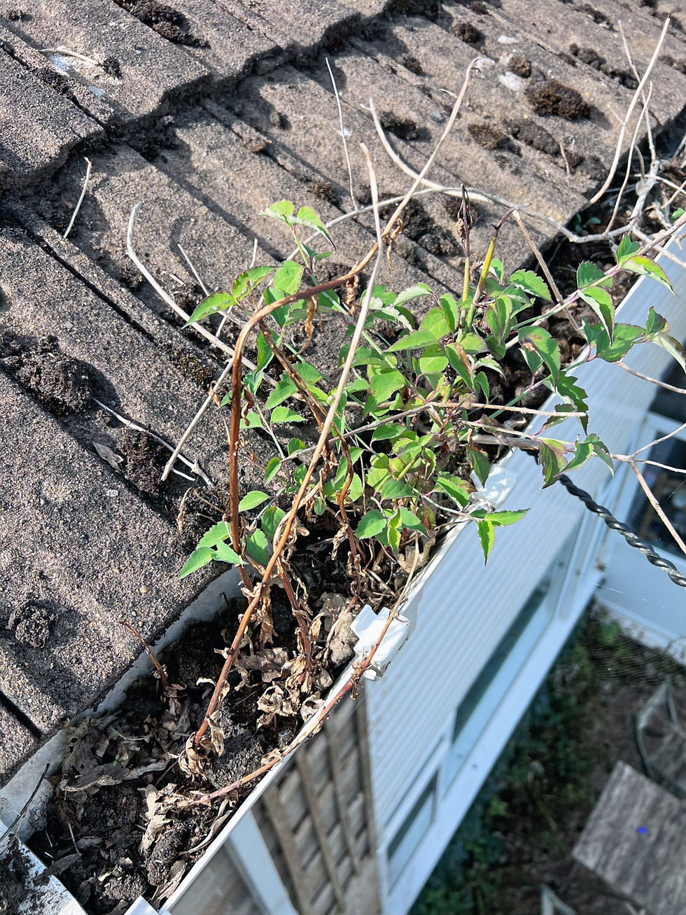 Common Signs Your Gutters Need Cleaning.