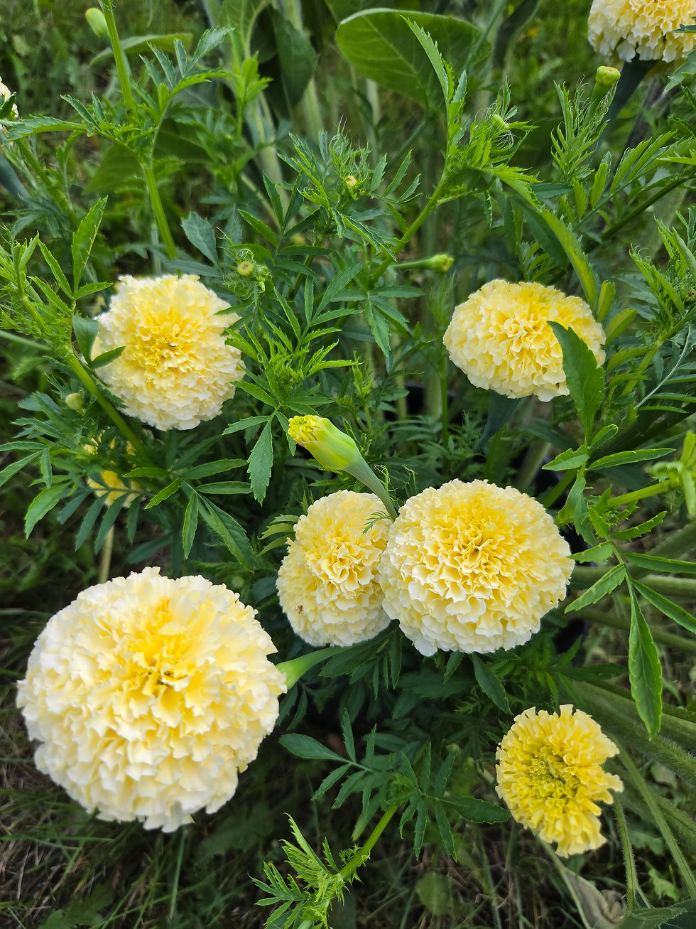 Thumbnail: Marigold - White Swan