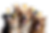 PERROS-DISPOSITIVO-ALTA_edited.png