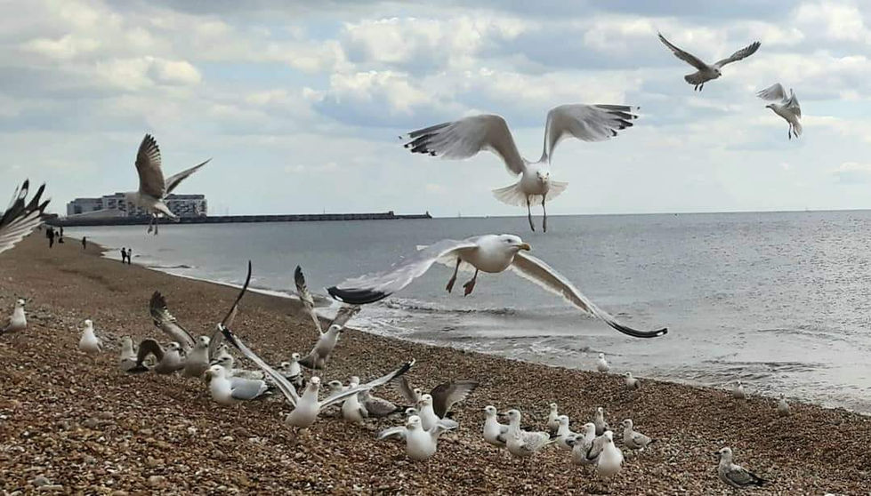Brighton seashore