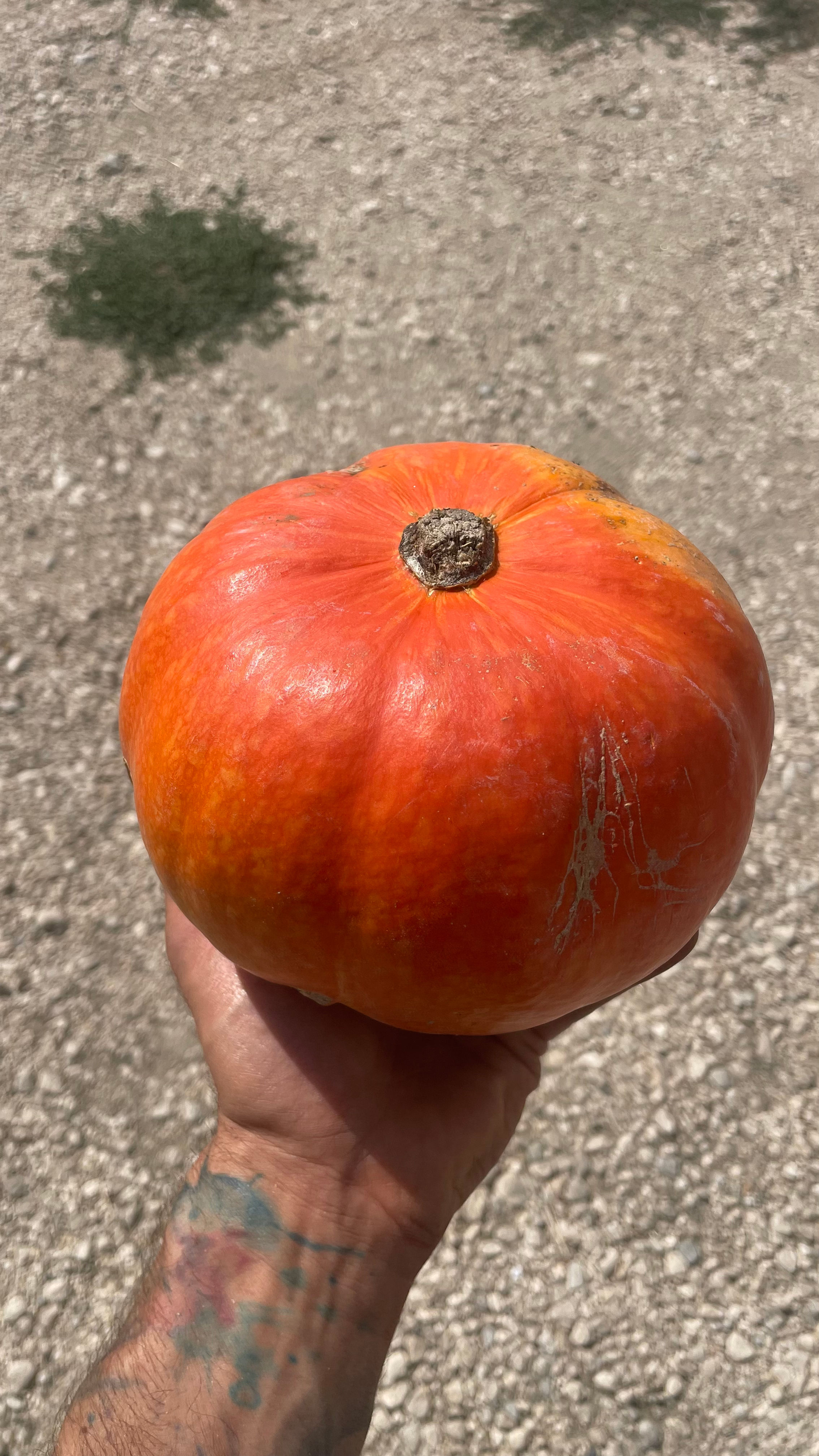 ZUCCA HOKKAIDO BIO