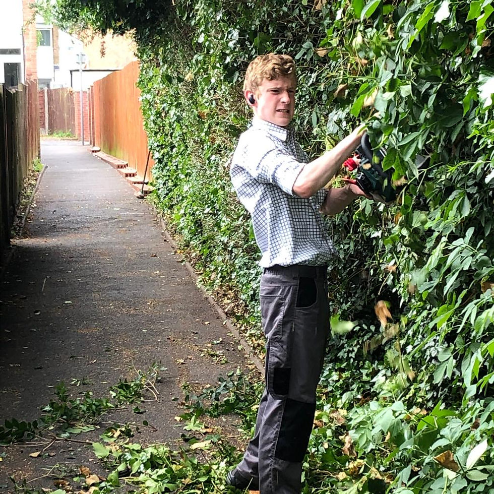 Matthew trimming hedges