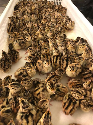 Order Pheasant Chicks