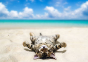 Adventures in Relaxing