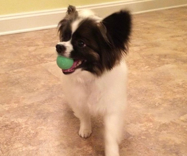 animal communication with Gizmo holding a pingpong ball