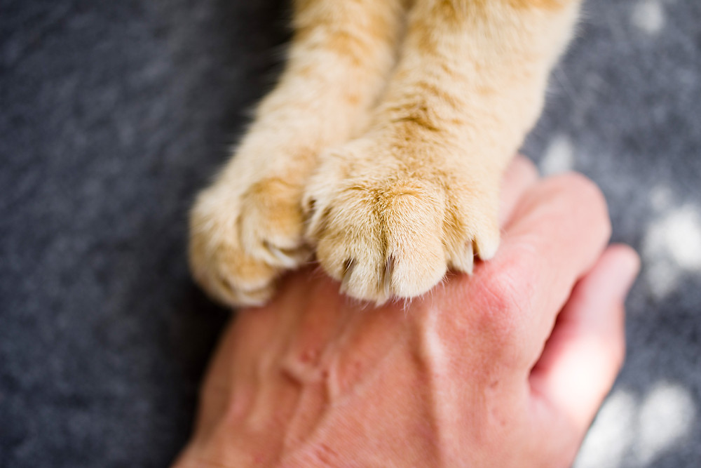 cat paws giving Reiki to a person's hand