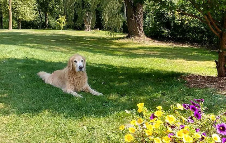 Goldogs Master The Yogi Master