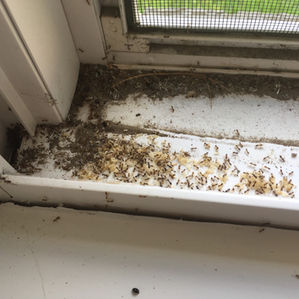 North Texas Pests Home Inspectors Find Around the House