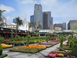 Shop Locally! Dallas Area Farmers Markets