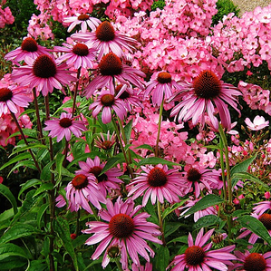 Low-Maintenance Plants Perfect for Dallas Homes