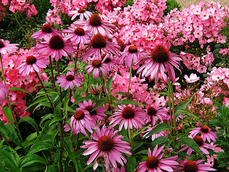 easy plants north texas, low maintenance plants, desert willow