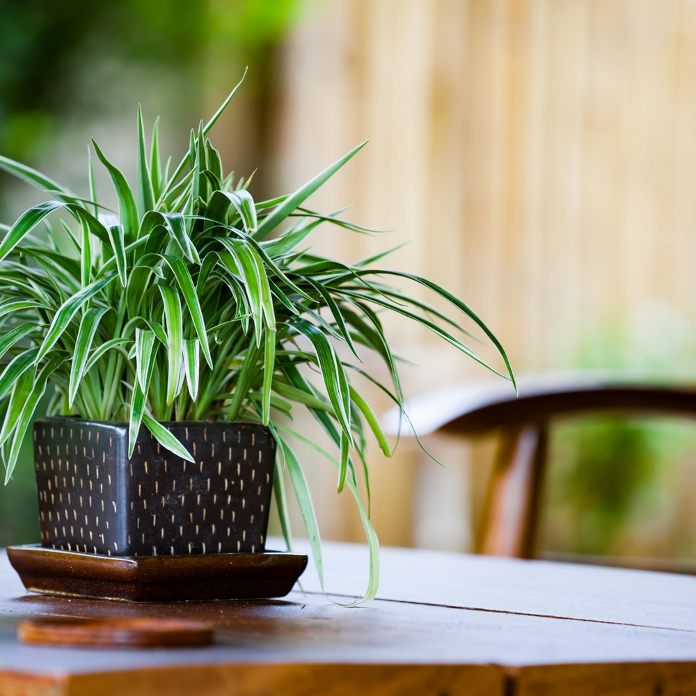 Plants That Clean The Air In Your House