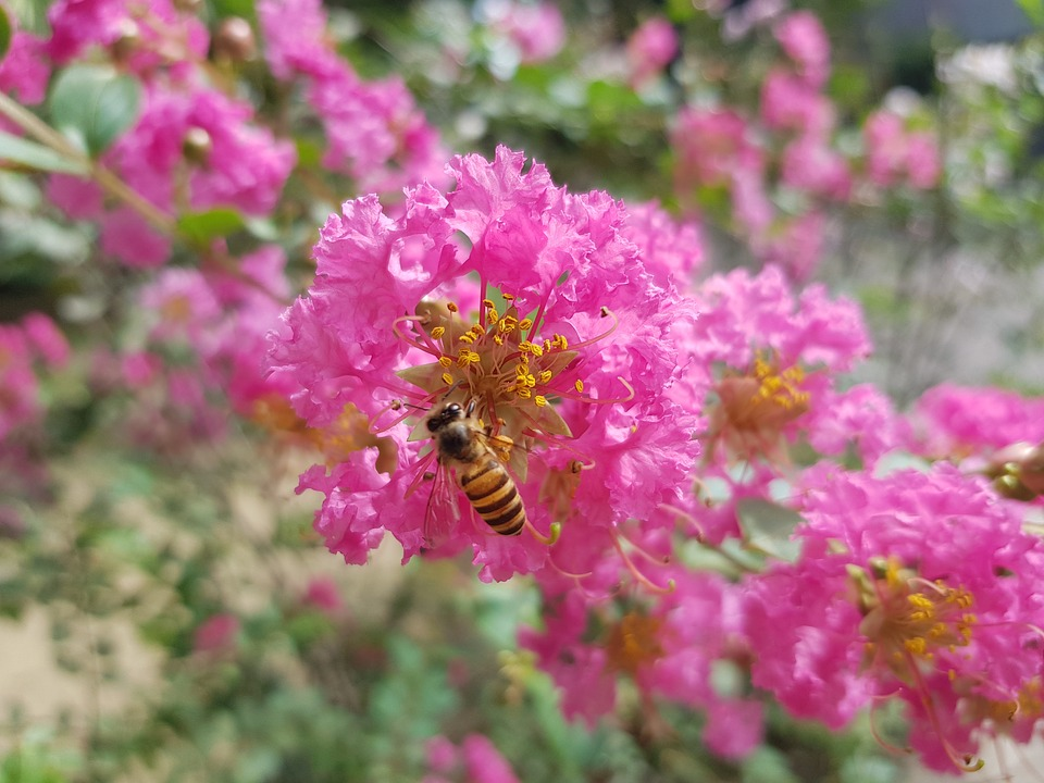 crape myrtle, low maintenance plants