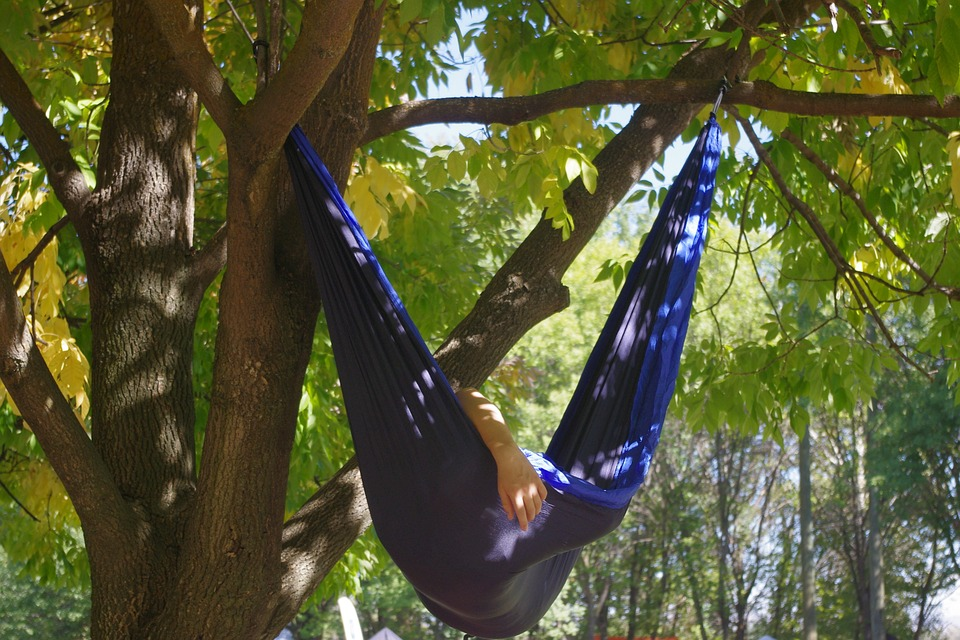 shade trees, dallas landscaping