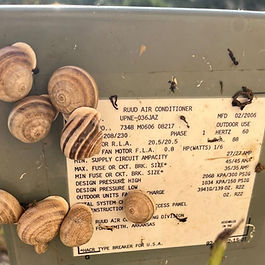 "Dependable ... reliable ... cool ..." These are the words you want to associate with your HVAC unit, definitely not "strange" or "weird." Yet that is what we have for you today: odd HVAC situations our inspectors encountered in the field that were definitely out of the ordinary. Take a look and see what you think of these head scratchers. Phantom Register Sometimes, when it comes to building a home, not everyone is working with the same set of plans. It looks like in this house, ducts were set up for a register that was never built. That means all that cold air is just blowing into the attic. Spray Foam Party Spray foam is a great, very efficient type of insulation when it’s deployed correctly, but unfortunately, that’s often not the case — and that was egregiously so in this case. You definitely don’t need to insulate the actual HVAC unit itself. Were they just spraying everything in sight or what? It's Alive! What's a sign your filter isn't catching everything? Well, definitely when there's a small farm of mold or bacteria growing outside the filter in your HVAC. WTH!? Please call to get your unit serviced STAT if you see something like this. Some combination of moisture and material getting through the filter is likely causing this. Imagine being the homeowner breathing that junk! Make sure you get your HVAC serviced at least once a year, and if you have questions about this or any other type of home maintenance, you can always give us a call at Green Scene Home Inspections !