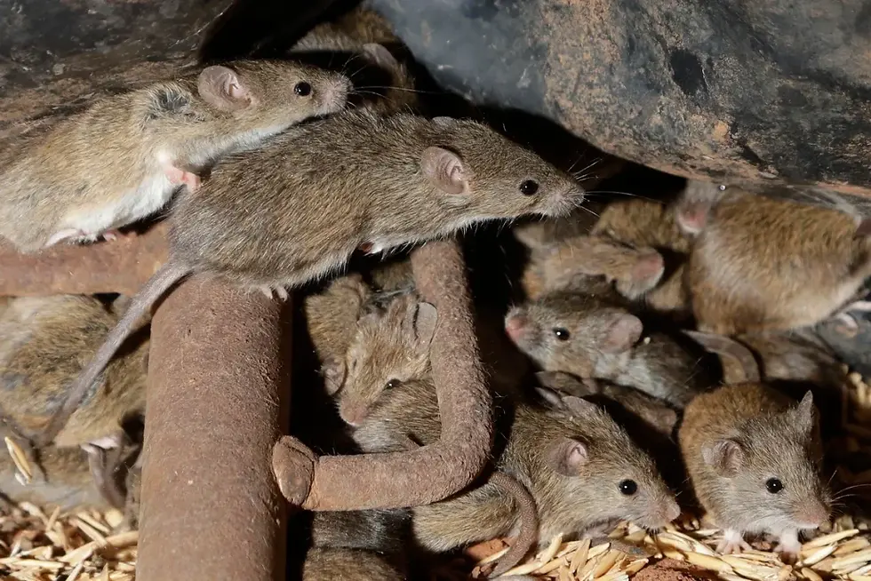 Mice