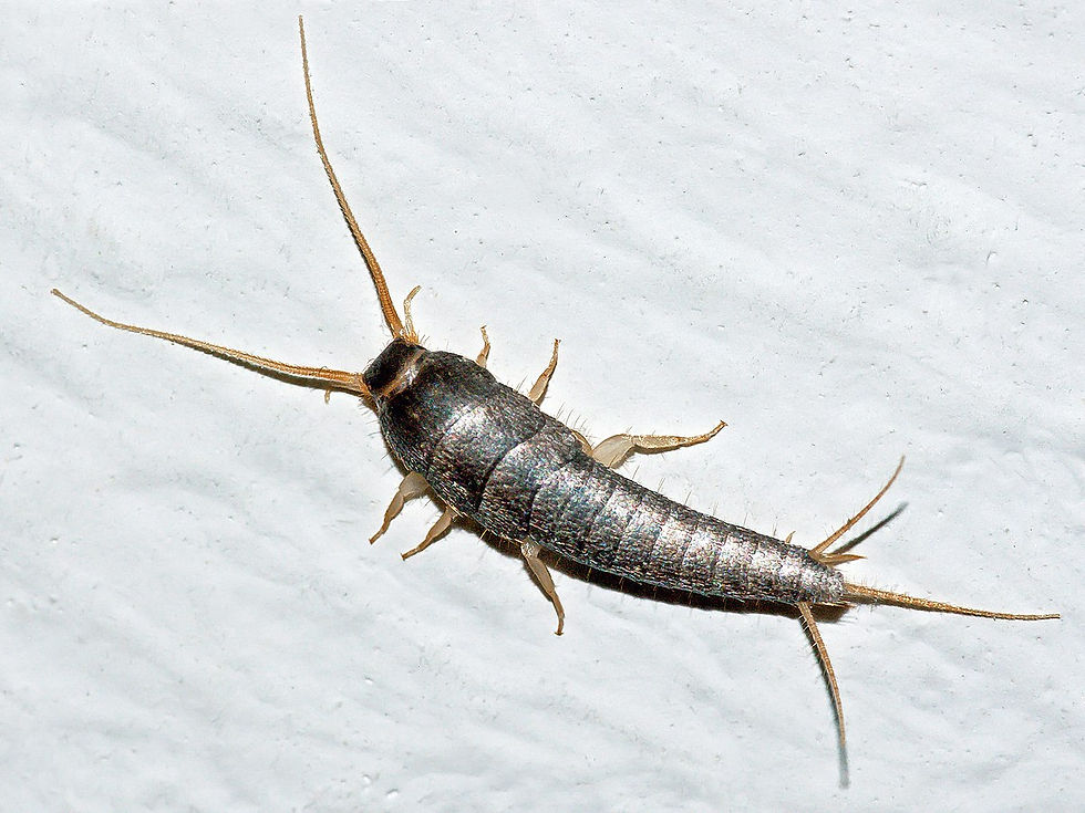 Silverfish Treatment A1 Pest Control