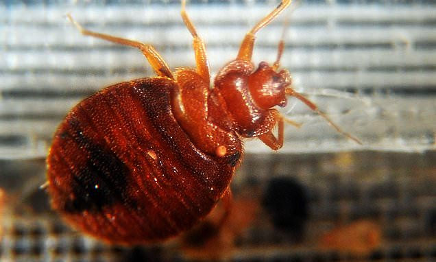 Bed Bug