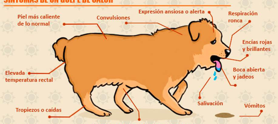 Golpe de calor en mascotas