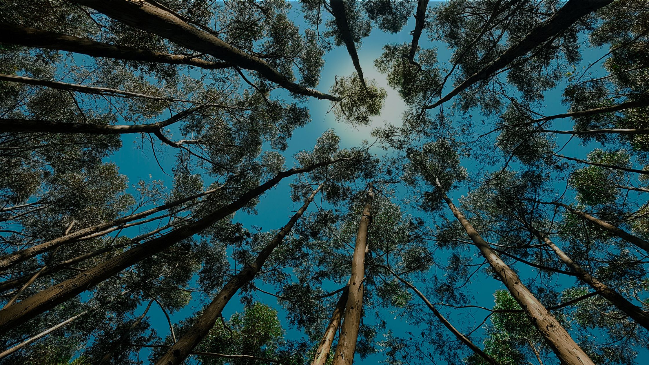 A debt-for-nature swap