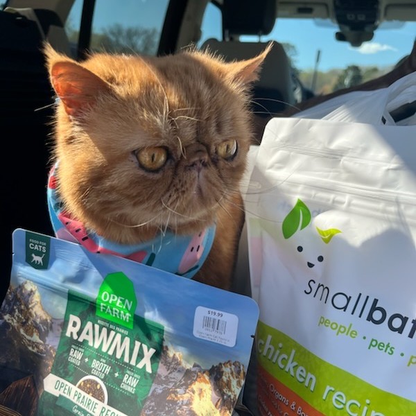 Persian cat sitting in car with Rawmix and Smallbatch food