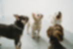 Multiple small dogs looking up at their snack