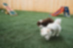 Two dogs play on grass with toy slide in the background