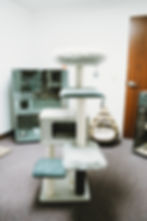 Cat scratch palace in interior room