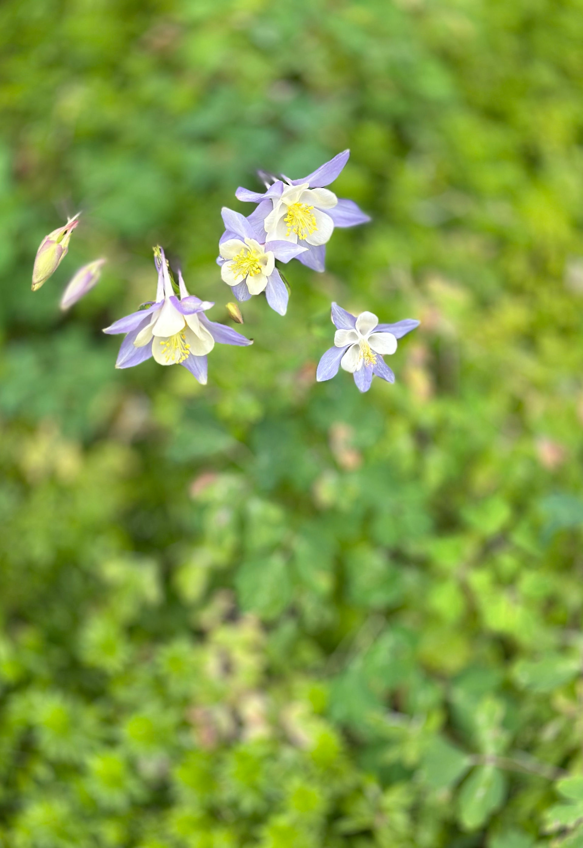 Columbine, Coloroado flower, Best Travel planner, travel advisor, travel agent, viewfinder travel, fora travel advisor, , travel recommendations, telluride travel, Colorado travel planning, where to go in telluride