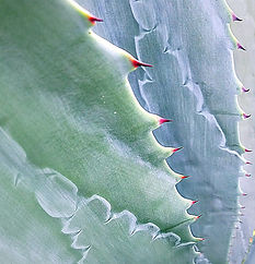 Close-up detail of an agave plant with blue-green leaves and red-tipped edges.