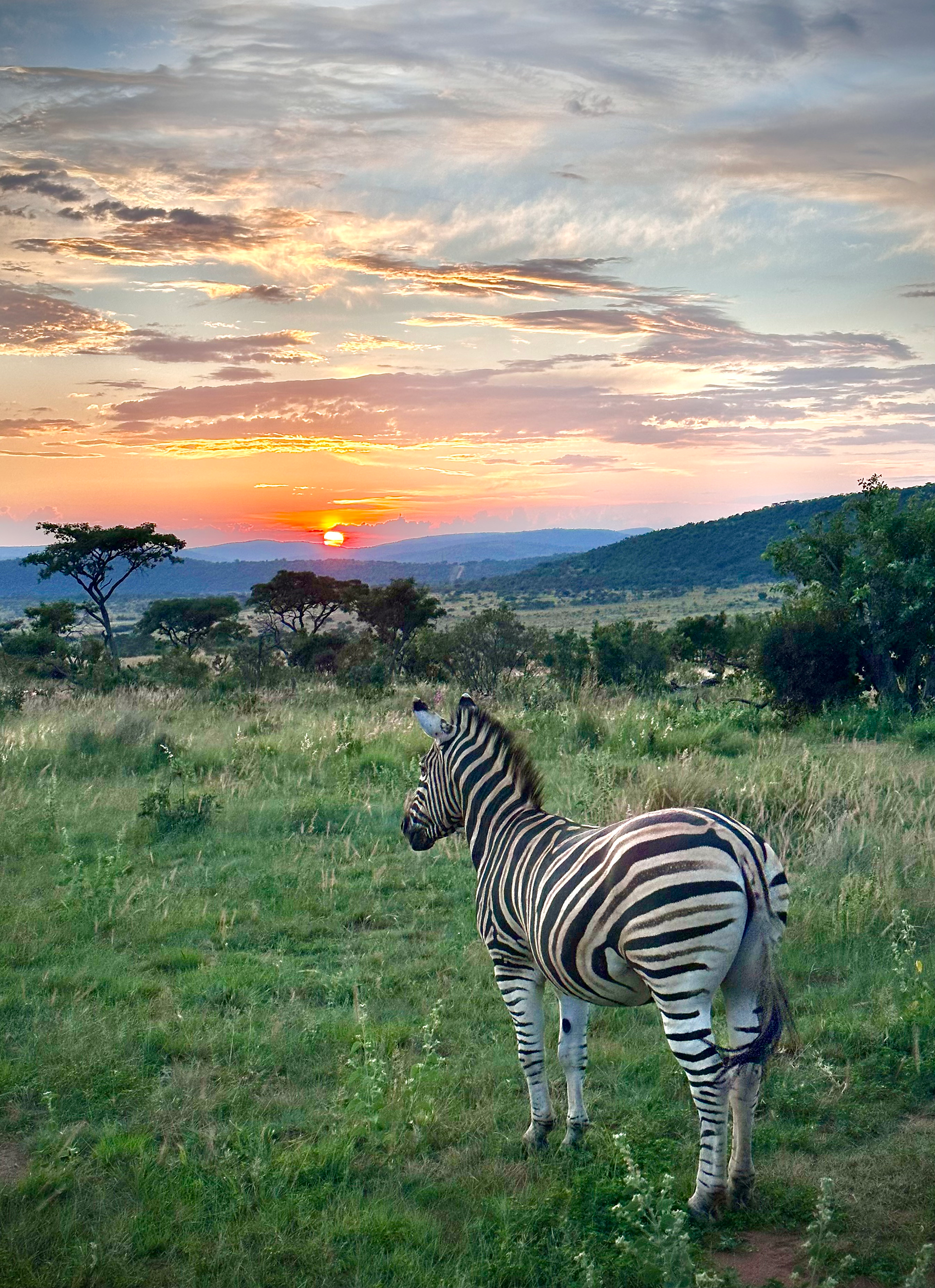 africa, safari, luxury hotel, oprah, south africa, game preserve, bushveld, zebra