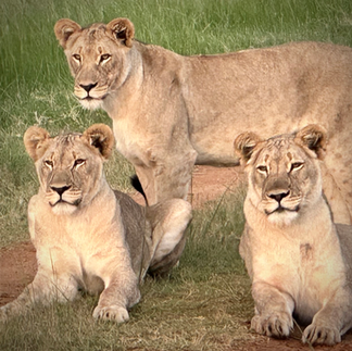 the ladies, Izingwe Lodge Lobby, africa, safari, luxury hotel, oprah, south africa, game preserve