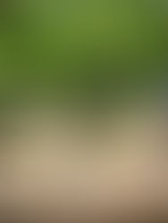 Yountville Dining: Where to Eat in This Napa Valley Gem of a Town