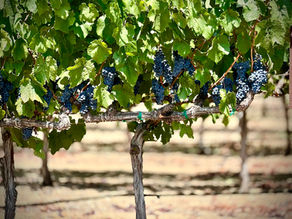 Yountville Dining: Where to Eat in This Napa Valley Gem of a Town