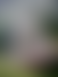 beautiful homes and areas to stroll in arcata, northern california