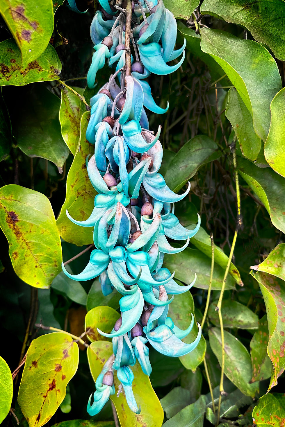 Blue Lei
