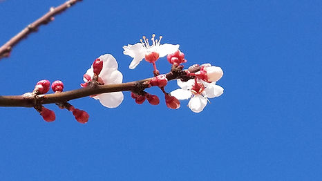 Pink blossoms appearing on a tree in early spring