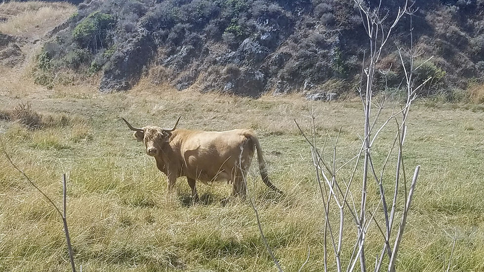 Highland cow grazing on a ranch near Point Reyes.